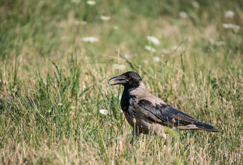 Corvus Cornix or Hooded Crow standing on the grass in a natural park, in Bucharest.
