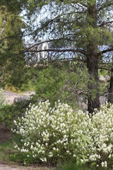 Blooming white bushes on the background of rocks