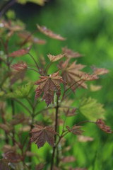 Young maple leaves with green and red hues
