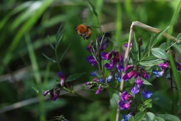 Bumblebee flying around lilac and blue flowers