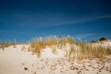 Fototapeta na wymiar Grass detail on sandy beach