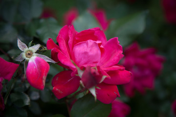 Pink Rose in a garden