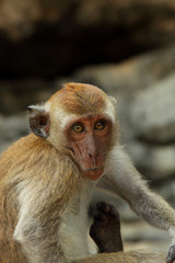 Single macaque sitting at the ground. Friendly small primate. Monkey face. Wildlife in the jungle. Interesting beast eyes. Wallpaper, backdrop and postcard.
