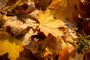 Naklejka na ściany i meble Autumn. fallen leaves backlit by the sun, background, picture, landscape, close up