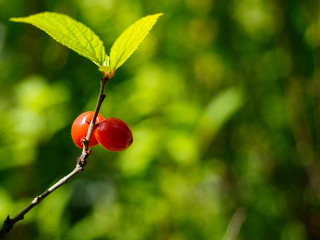 Unknown forest red berry on a twig with leaves. Blurred green background