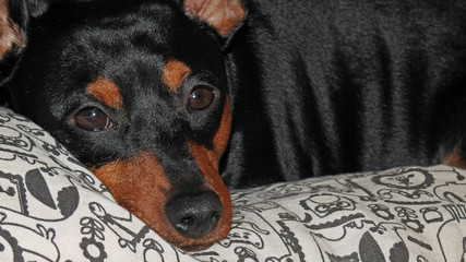 a miniature pinscher dog named Carlos who lives in the city of Białystok in Podlasie in Poland