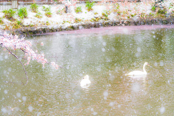 桜隠し　雪桜　白鳥