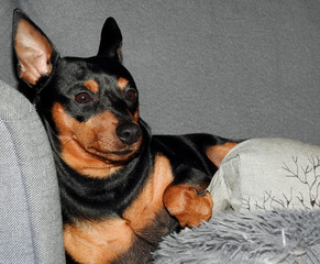 a miniature pinscher dog named Carlos who lives in the city of Białystok in Podlasie in Poland