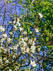 Closeup of a ranch of pretty blooming white flowers and buds on a tree in the spring 