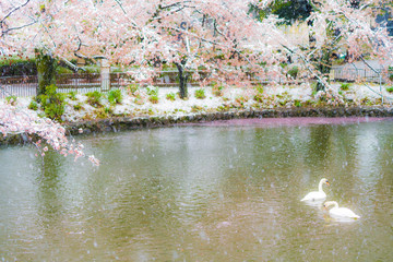 桜隠し　雪桜　白鳥