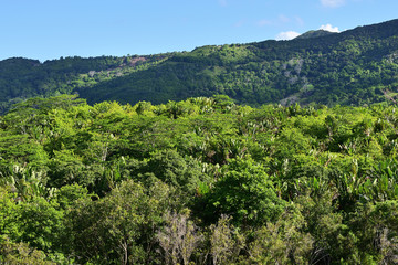 Fototapeta na wymiar Rainforest. Mauritius scenery
