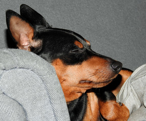 a miniature pinscher dog named Carlos who lives in the city of Białystok in Podlasie in Poland