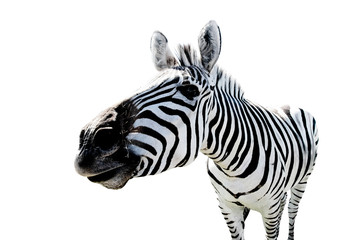 Interested funny zebra face looking at the camera close-up on an isolated background. - obrazy, fototapety, plakaty