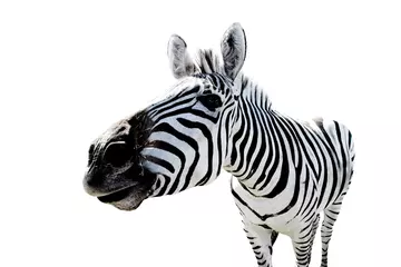 Foto auf Acrylglas Interessiertes lustiges Zebragesicht, das die Kameranahaufnahme auf einem lokalisierten Hintergrund betrachtet. © Юлия Усикова