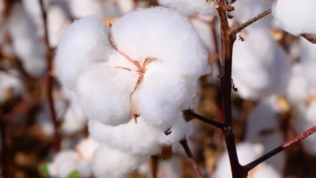 Agribusiness - Beautiful cotton boll image, soft image in detail of mature cotton, cotton harvest - Agriculture