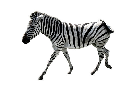 African zabra on white isolated background.