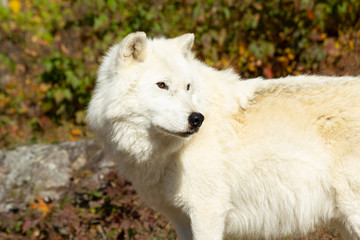 Naklejka na ściany i meble Distracted Arctic Wolf