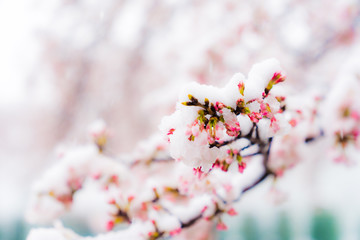 桜隠し　雪桜　桜