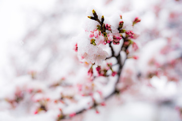 桜隠し　雪桜　桜