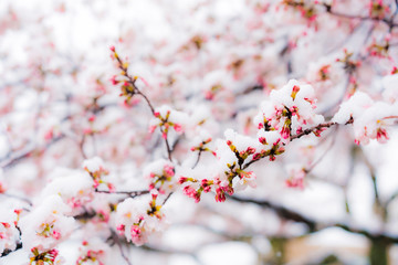 桜隠し　雪桜　桜