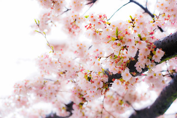 桜隠し　雪桜　桜