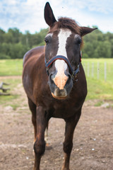 Obraz premium portrait of a brown horse