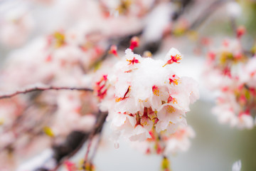 桜隠し　雪桜　桜