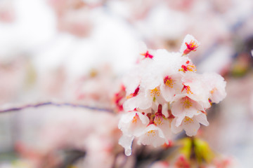 桜隠し　雪桜　桜