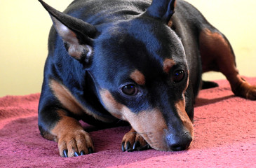 a miniature pinscher dog named Carlos who lives in the city of Białystok in Podlasie in Poland