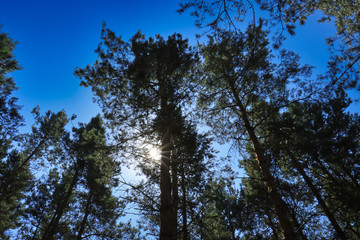Sun behind pine trees