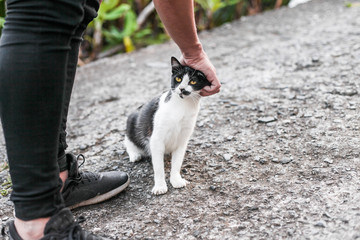 A black and white cat being stroked by a man, outdoors