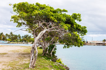 Nature Raiatea Island, French Polynesia	