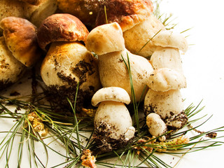 Fresh Cep mushrooms