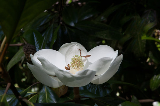 Magnolia Blossom on the Tree