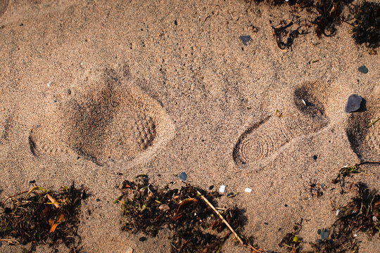An image of a persons shoe prints left in the sand next to dried out seaweed.