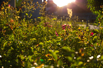 A late summer, an early autumn scenery in a garden, a park, a meadow, close-up.