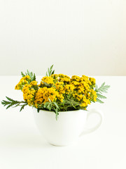 Sweet yarrow on white