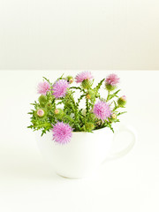 Milk thistle Silybum on white