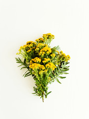 Sweet yarrow on white © AGfoto