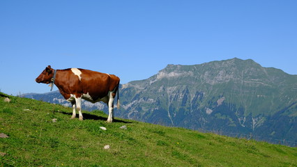 Fototapeta na wymiar Cow grazing on alpine meadow, Axalp, Switzerland