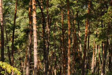 Sunny summer day in a pine forest