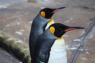 penguin on the rocks