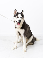 Young husky dog over white background