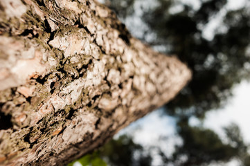 Close-up of pine bark in the forest