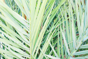green leaves background