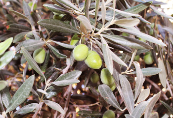 olives on tree