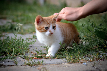 Horizontal close up image of a cute ginger red kitten with white chest and legs on the garden path and unrecognizable person’s hand caressing the kitten in the warm evening sun.