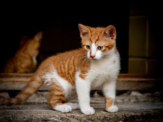Horizontal close up image of a ginger red kitten with white chest and white legs in a doorway coming out over doorstep. Another ginger kitten inside the room in background