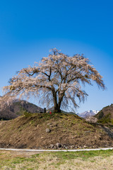 上発知のしだれ桜　満開