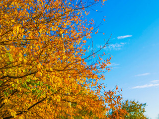 yellow foliage against blue sky